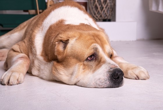    Shutterstock/FOTODOM