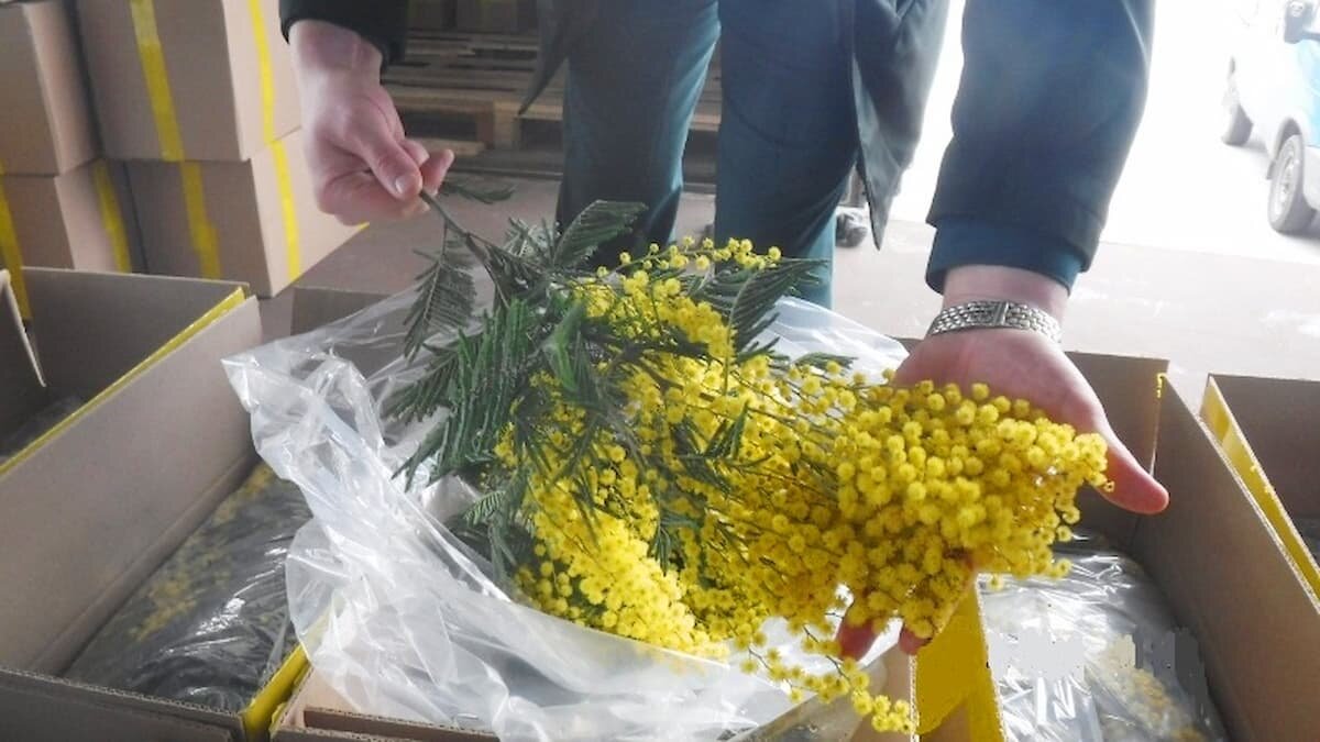    Фото пресс-службы Краснодарской таможни по городу Сочи