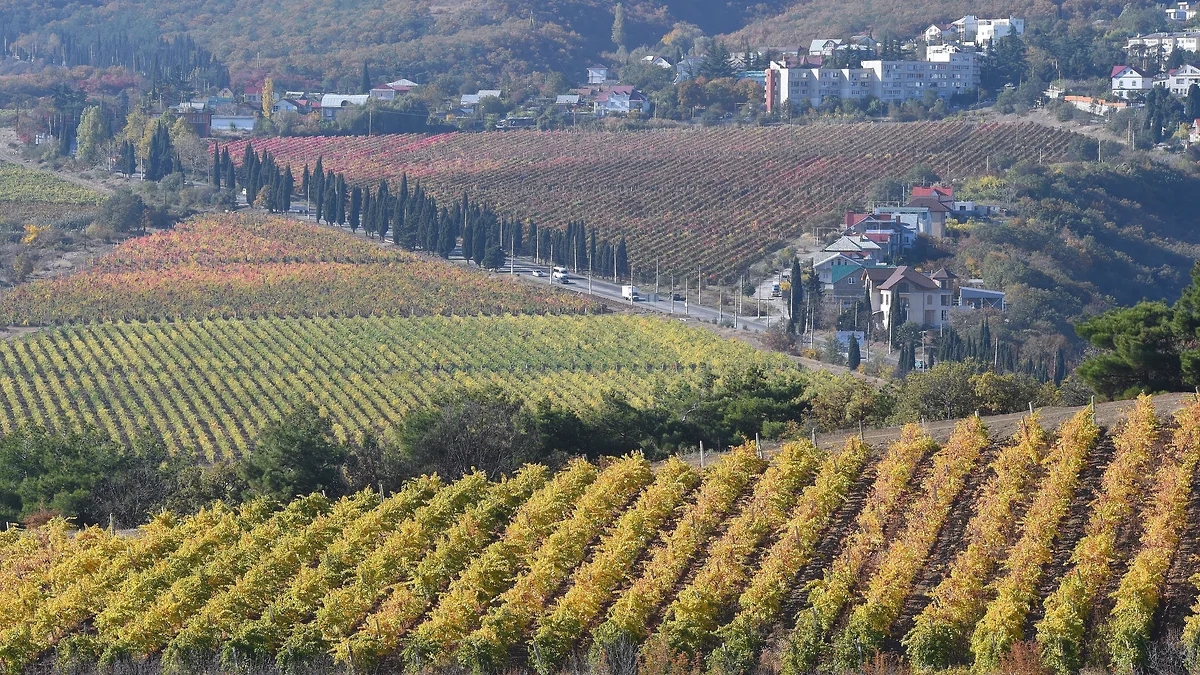 Фото: Виктор Коротаев / Коммерсантъ