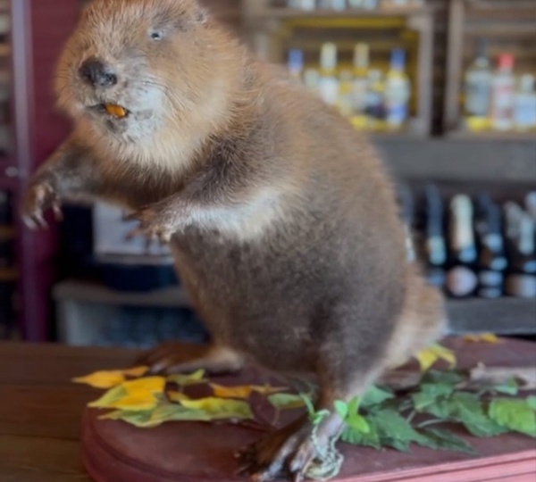 Бобры вернулись жить на реку Дон в Ростовской области: чем это грозит людям