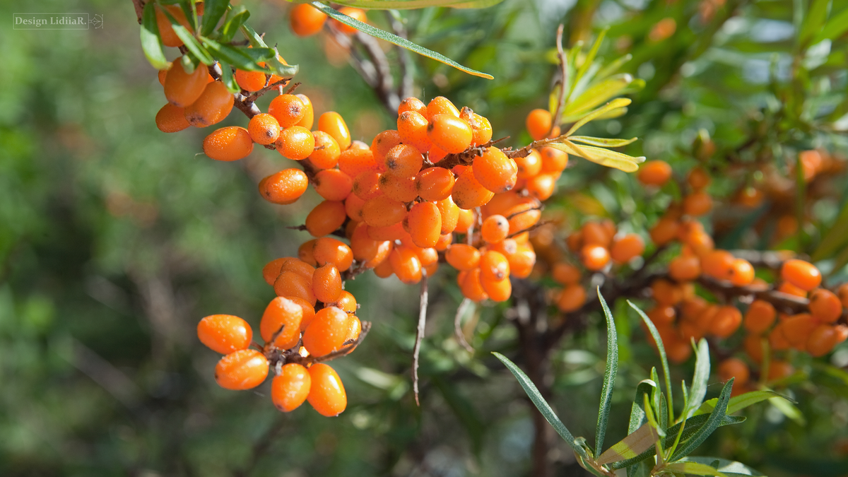 https://www.freepik.com/free-photo/closeup-hippophae_1186861.htm#fromView=search&page=1&position=0&uuid=aa54a3bc-d5b9-49e0-b707-2c59bb897a13&query=sea+%E2%80%8B%E2%80%8B%E2%80%8B%E2%80%8Bbuckthorn
