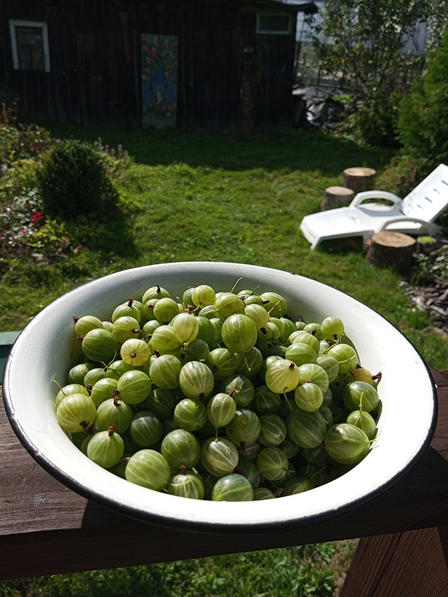 Где и когда будет работать выставка-продажа рассады в Твери