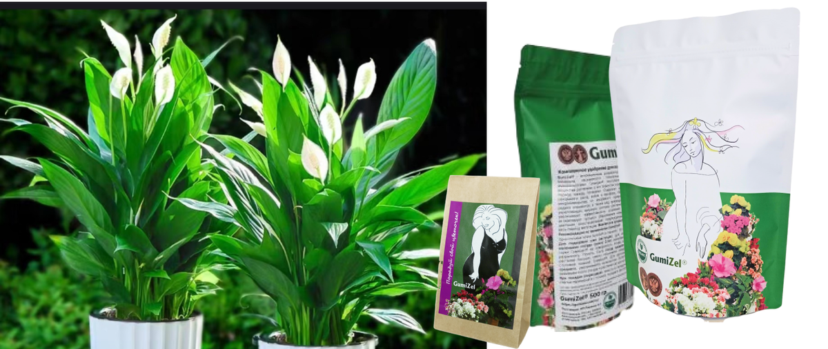 Спатифиллум