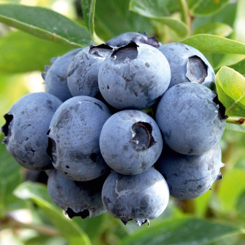 Фото: голубика Дюк