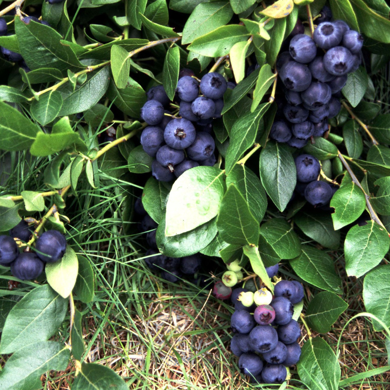 Фото: голубика Айно