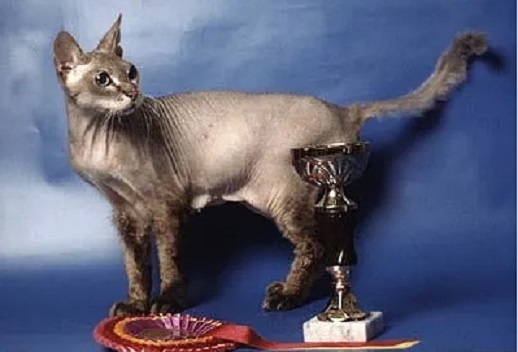 Кошка Чита породы Донской сфинкс