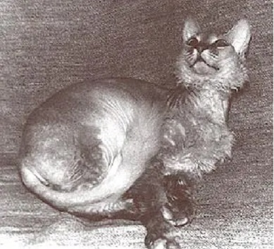 Кошка Варвара