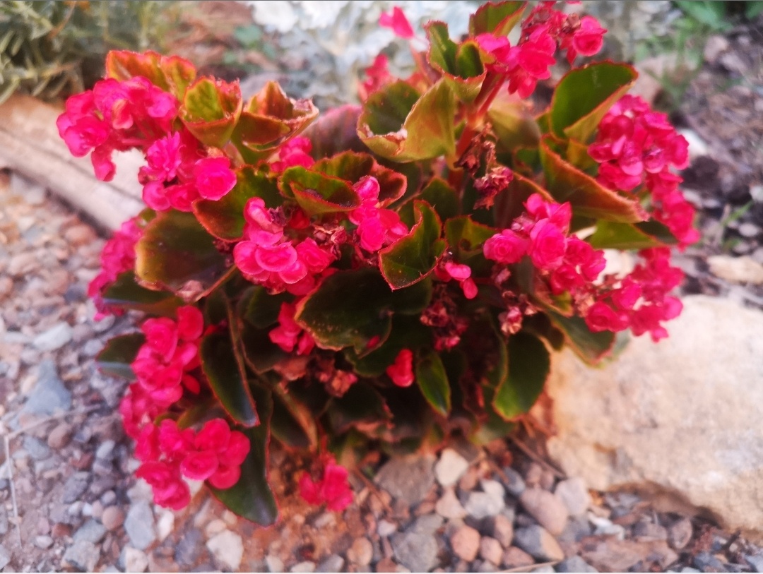 Больше всего мне понравилась красная махровая с тёмными цветами