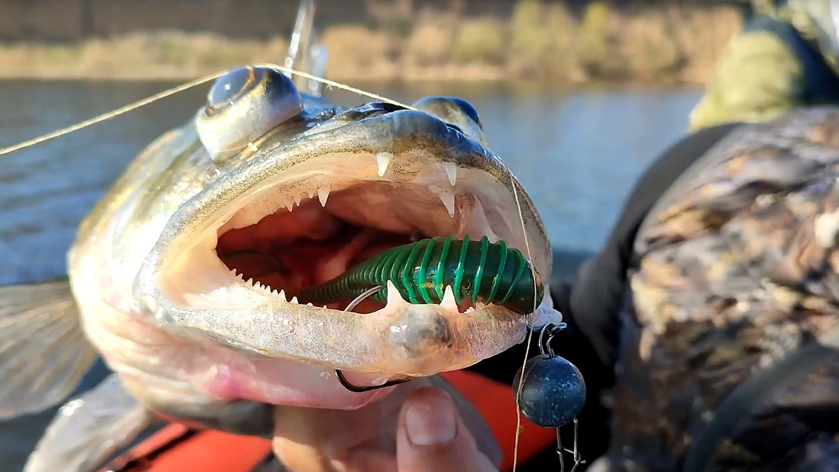 Судак, быстро поднятый с глубины: глаза вылезли из орбит