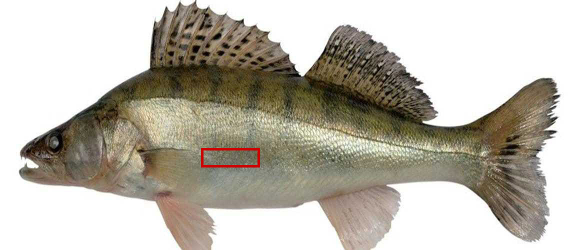 Как правильно делать физинг, где колоть судака