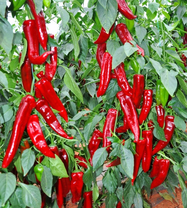 Фото из интернета