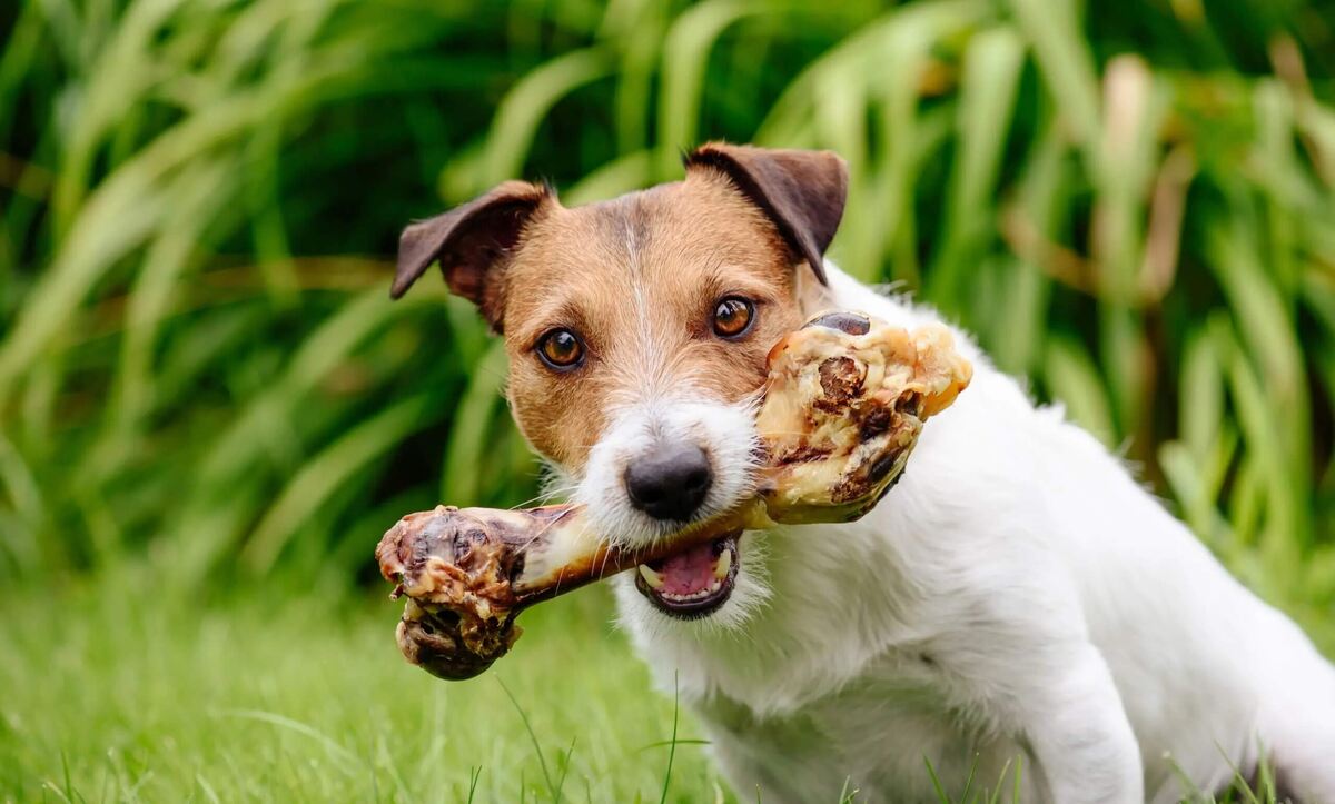    Многие собаки любят что-то грызть — это их природный инстинкт, но больше всего любят кости. Источник изображения: blackcoalminers.com