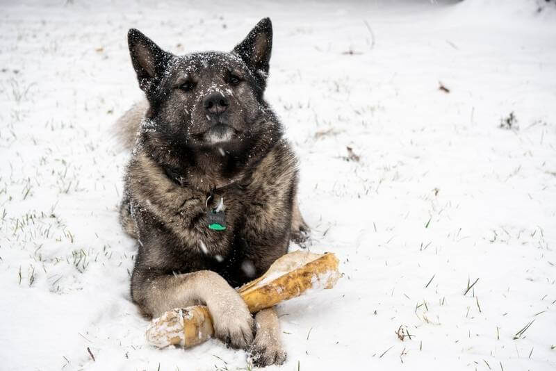    В средневековье рацион собак состоял в основном из злаков и молочных продуктов. Мясо получали в основном охотничьи и ездовые собаки. Источник изображения: petstory.ru