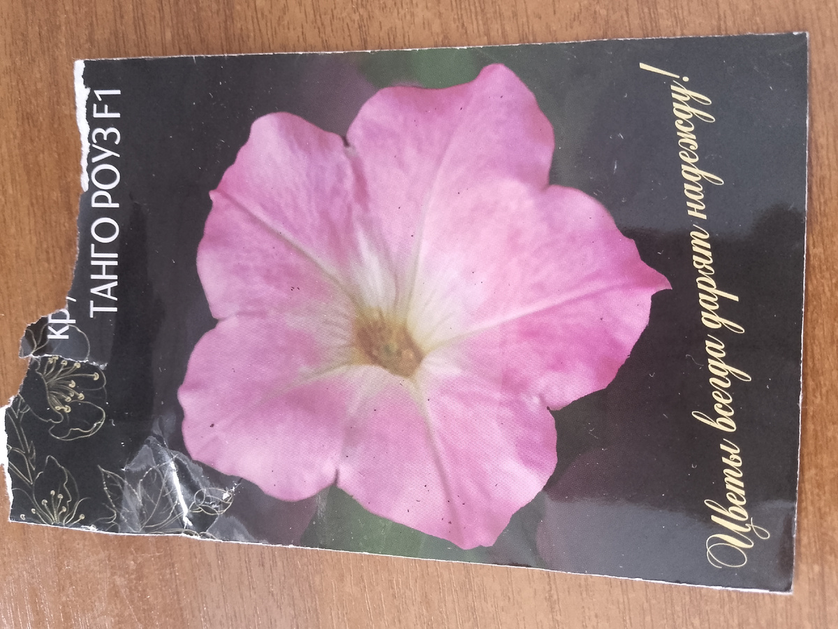 крупноцветковая петунья "Танго роуз"