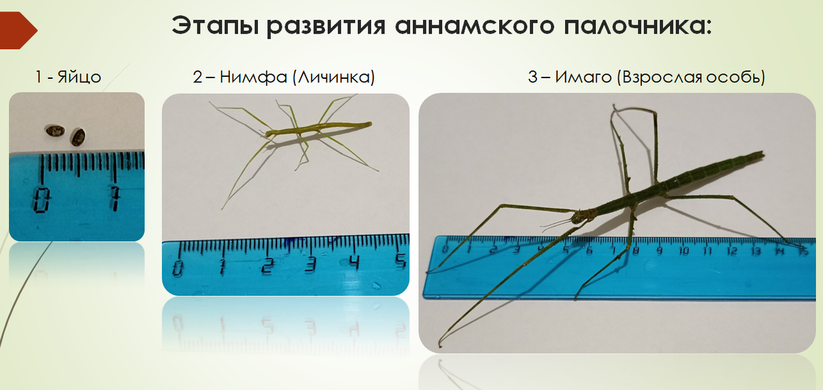 Жизненный цикл палочников 8-12 месяцев.