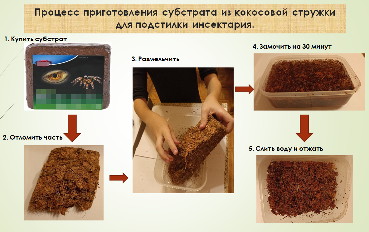 Можно использовать как подстилку в инсектарий и отдельно в контейнере для вывода потомства.