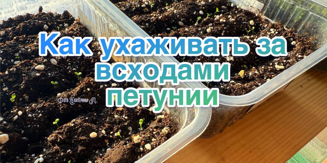 ПАМЯТКА ПО УХОДУ ЗА ВСХОДАМИ ПЕТУНИИ🌱🌺.