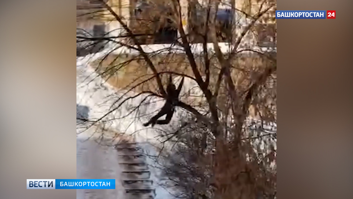    Висящий на дереве мужчина напугал уфимцев