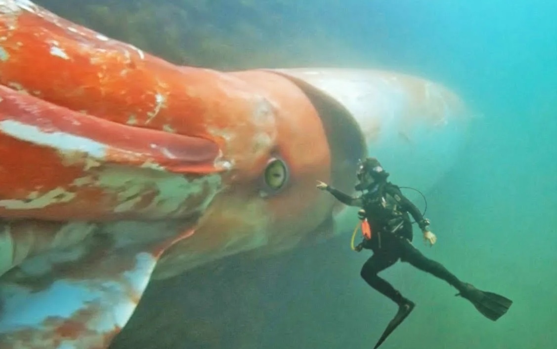 Гигантский кальмар