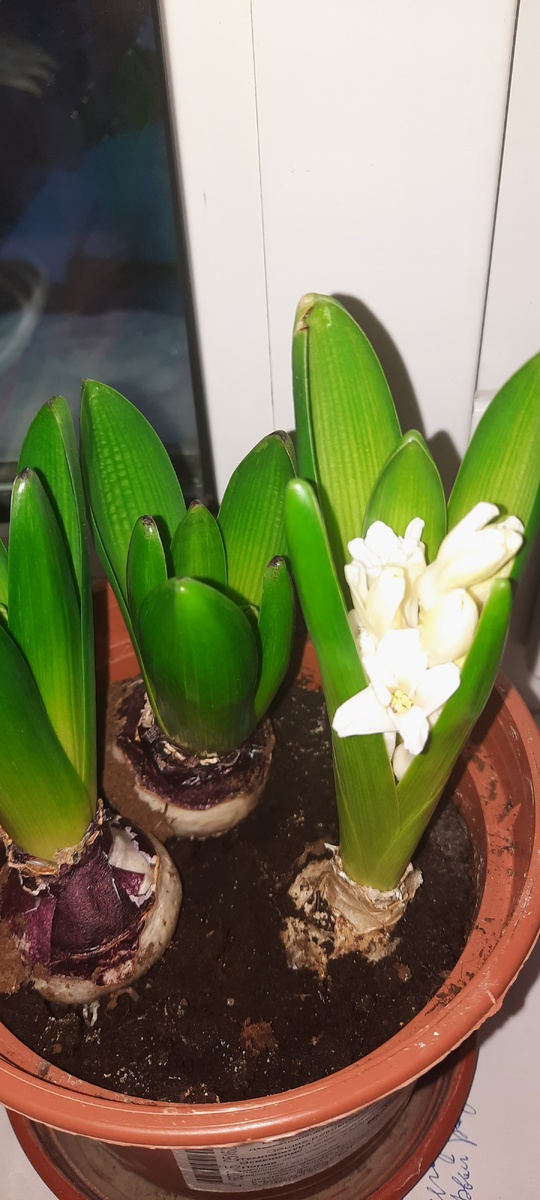 У меня всё получилось!!! Я не устраивала танцы с бубнами возле гиацинтов, как пишут в интернете, чтобы выгнать их к 8 марта. Они просто пролежали у меня с октября по январь в холодильнике, а потом я посадила их в горшок и поставила на северное окно по совету одного из читателей (СПАСИБО!) И вот, как говорила моя бабушка - извольте радоваться! 😄 Правда, распустятся они, наверное, пораньше. Но ничего страшного - они долго цветут, авось дотянут и до марта 😉🤣