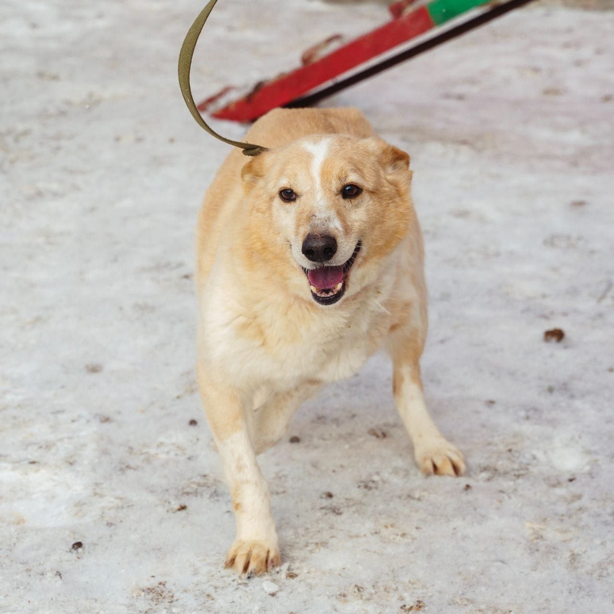 Веселый, игривый и очень контактный песик!