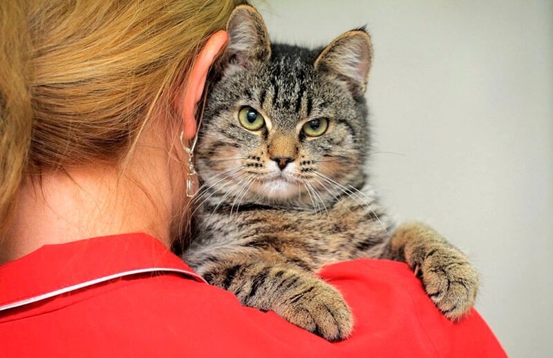 Фото: koshka.top