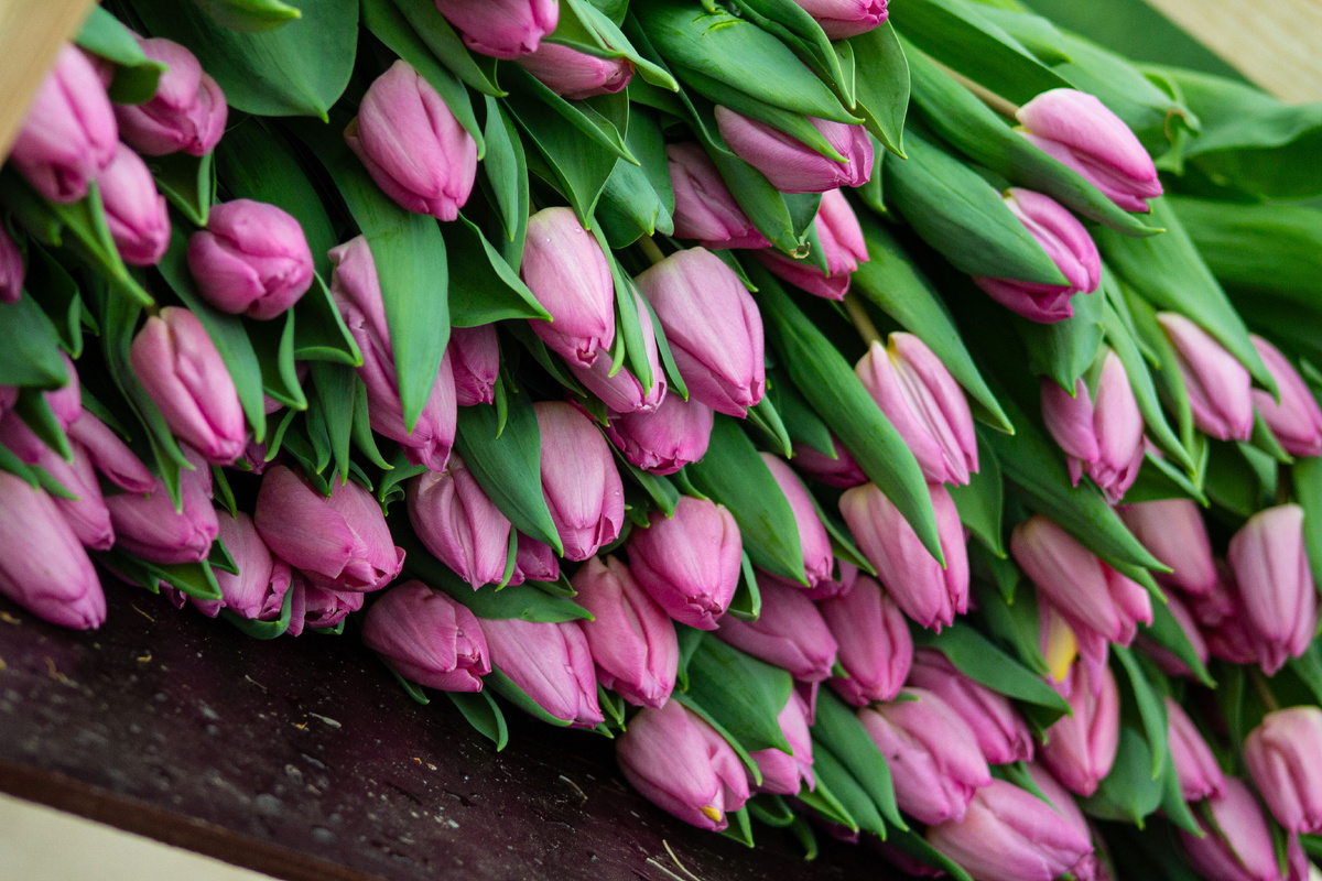 Выгонка тюльпанов "Веревкин Хутор"