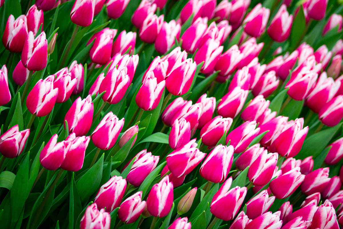 Выгонка тюльпанов "Веревкин Хутор"