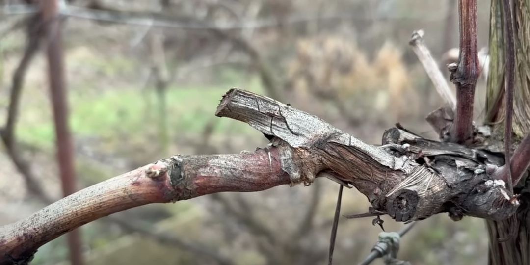 "Никогда не обрезай здесь виноградную лозу!" - совет "знатока" из Румынии
