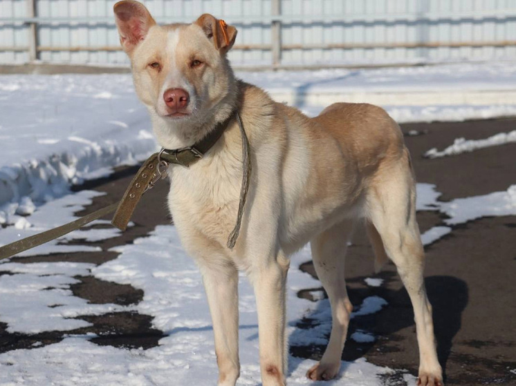     фото: Официальный канал управления экологии администрации Воронежа