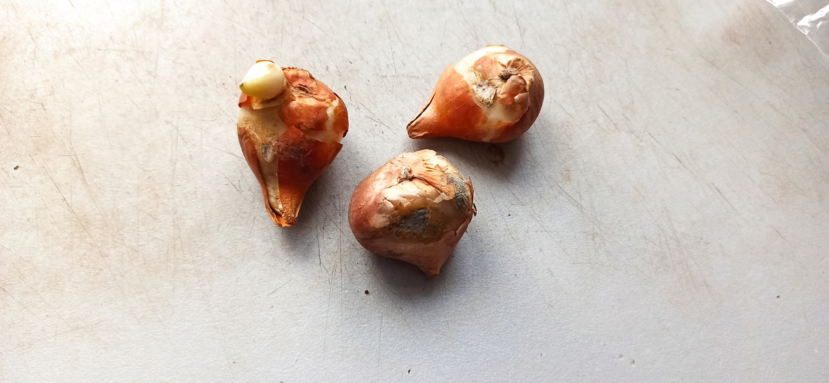 Даже цветы так идеально проращивать