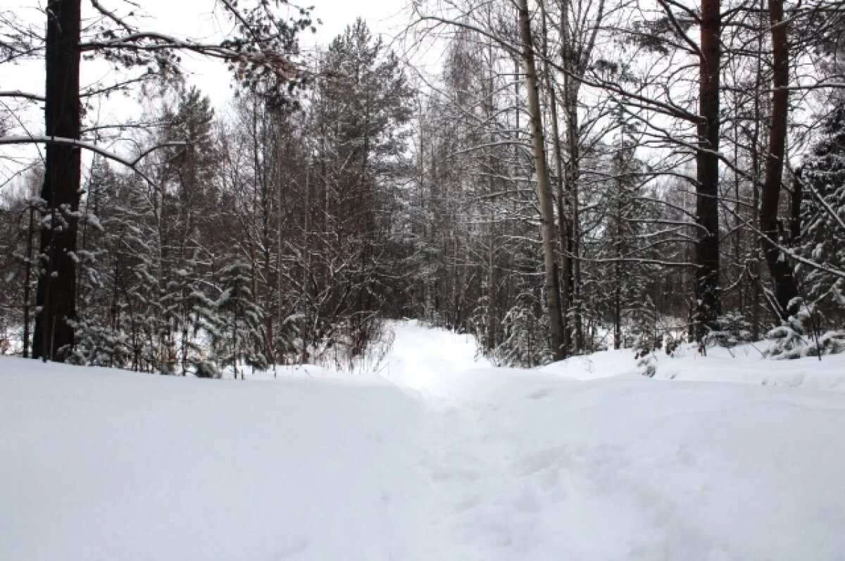    Лесничего в Койгородском районе подозревают в получении взятки