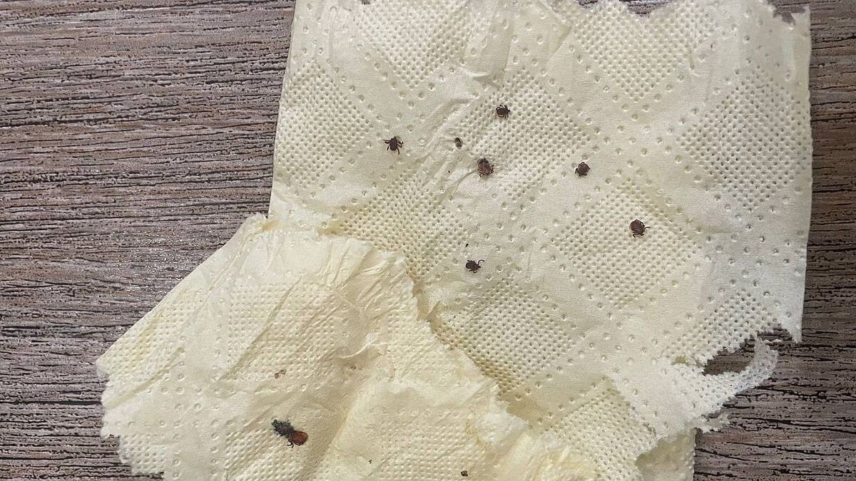    Фото: телеканал «Краснодар»