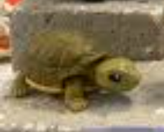 Пустынная черепаха