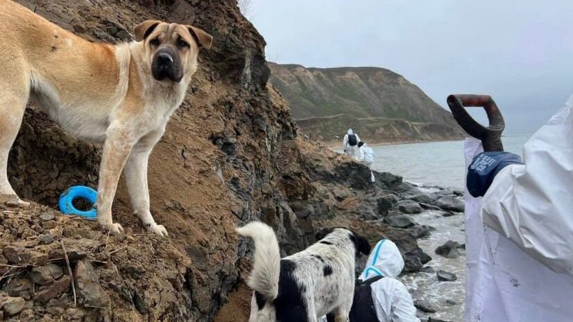    Собаки на побережье в зоне ЧС в Анапе — верные спутники добровольцев. Фото участников ликвидации последствия разлива мазута в Чёрном море