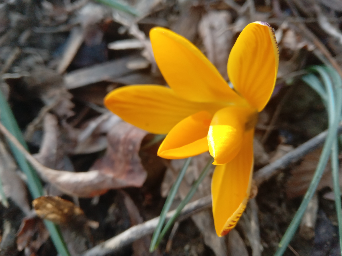 Крокус узколистный