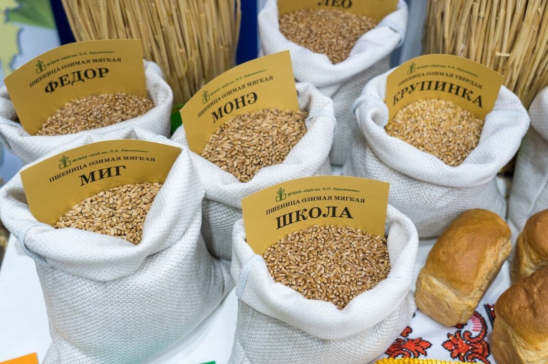 Фото: Александр Плонский / «Агроэксперт»