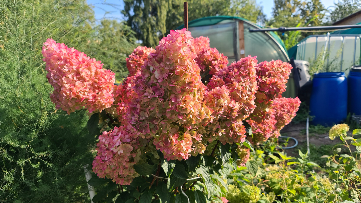 Санде Фрайз. Первый сторож нашего сада