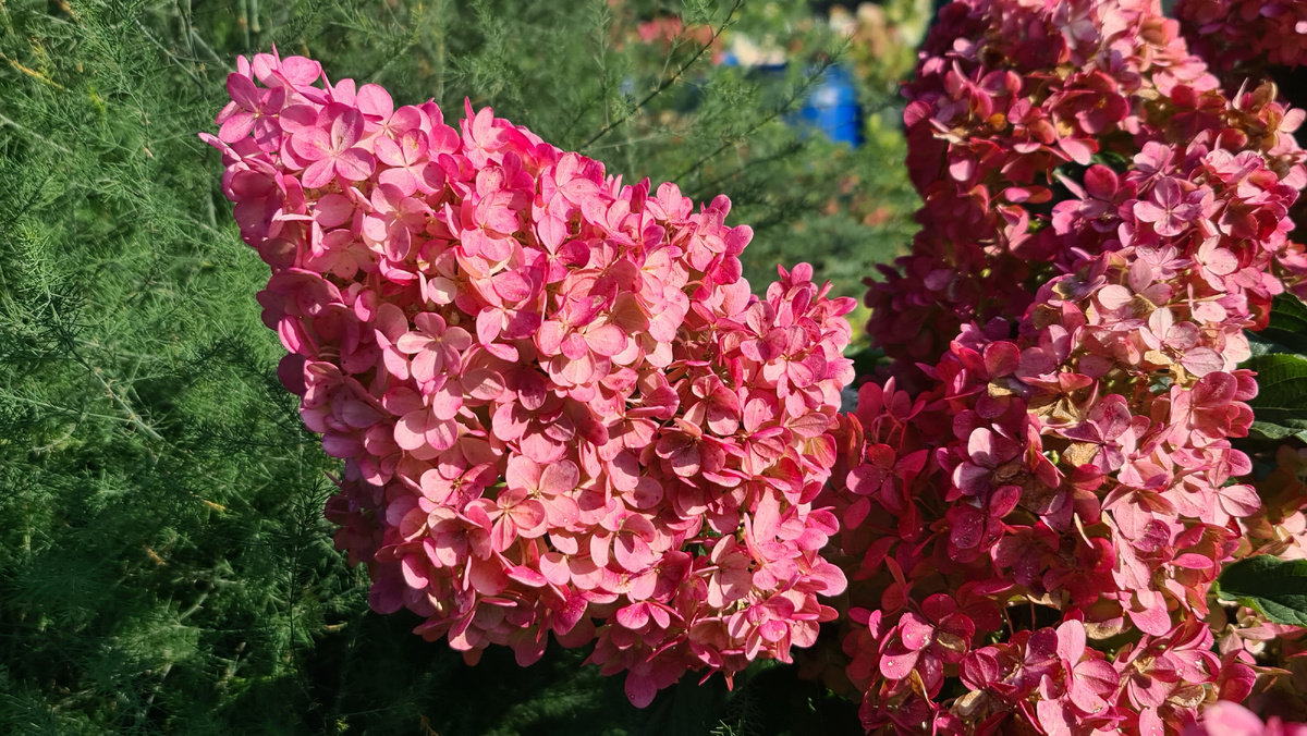 Кто решил, что мой розовый хуже, чем у Ваниллы?