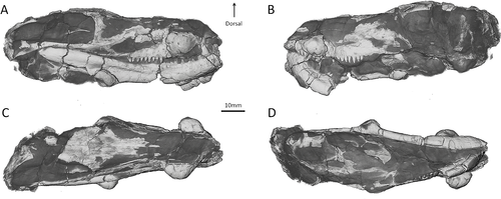 Череп хоерозавра. 3D-визуализация.