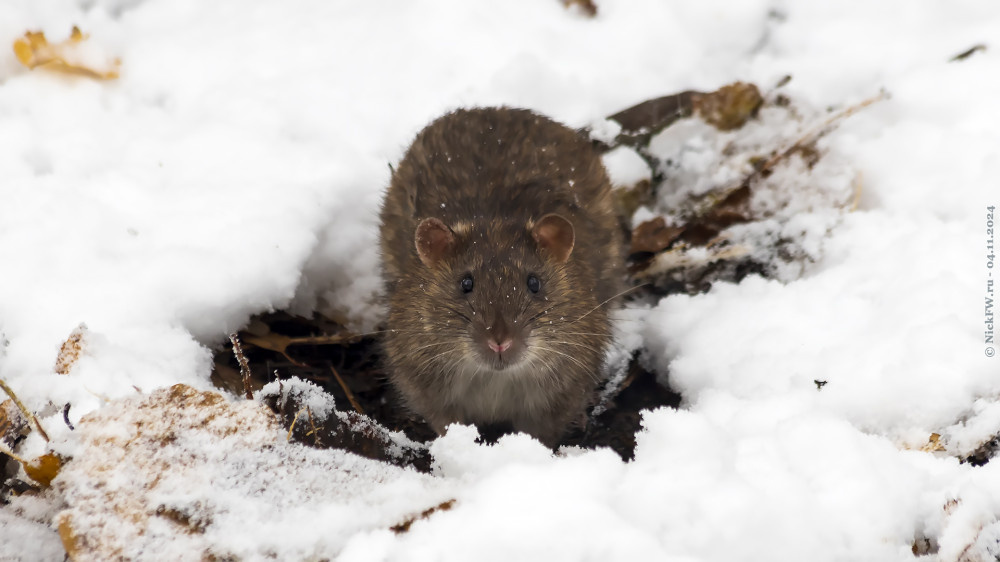 1. Крыска... © NickFW.ru — 04.11.2024г.