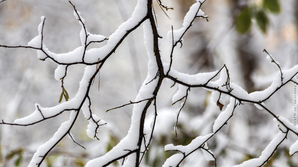 2. Веточка в снегу... © NickFW.ru — 04.11.2024г.