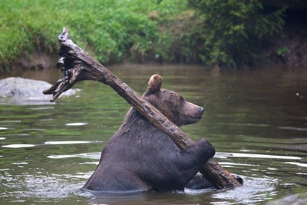 Медведун, несущий Истинные Знания людям. 