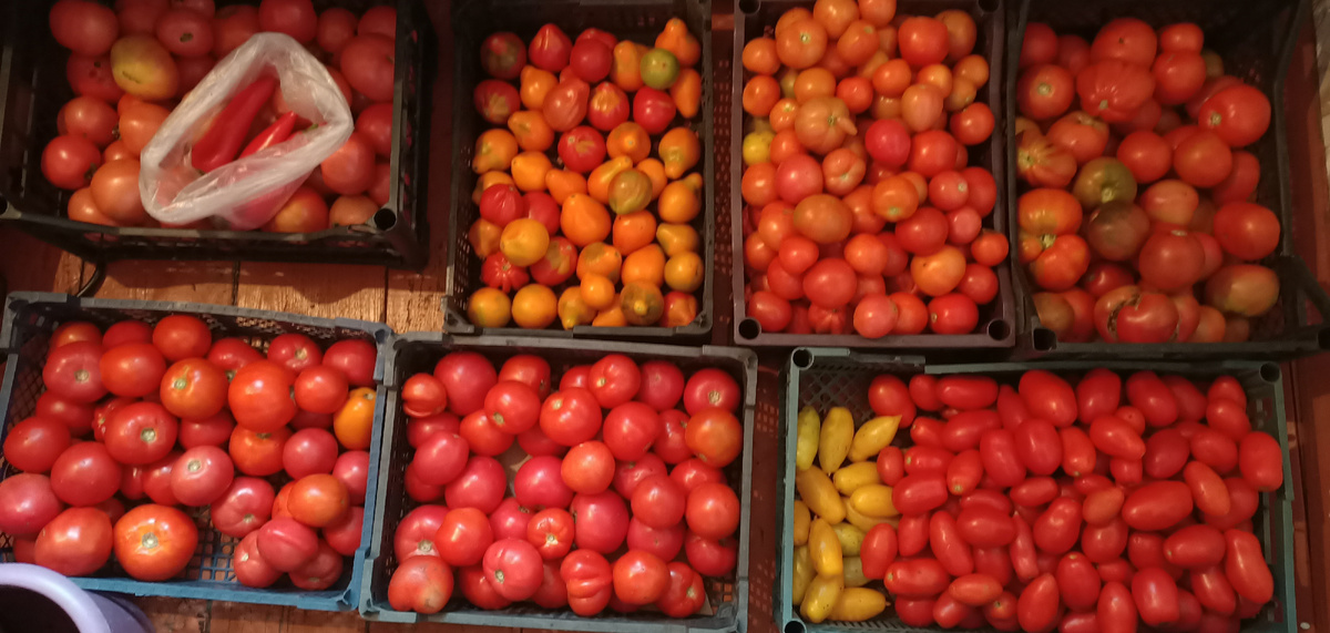 Вспоминая  о лете,  подбирай  семена  зимой! Фото личного архива