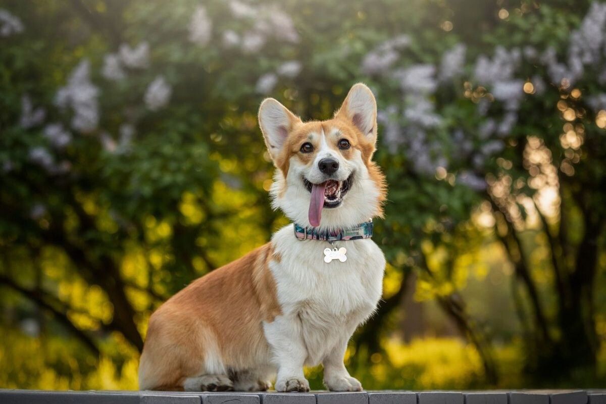 Корги очень тактильные — обожают обниматься и выпрашивают ласку. Источник: личный архив Анастасии Левыкиной, хозяйки корги Стича📷
