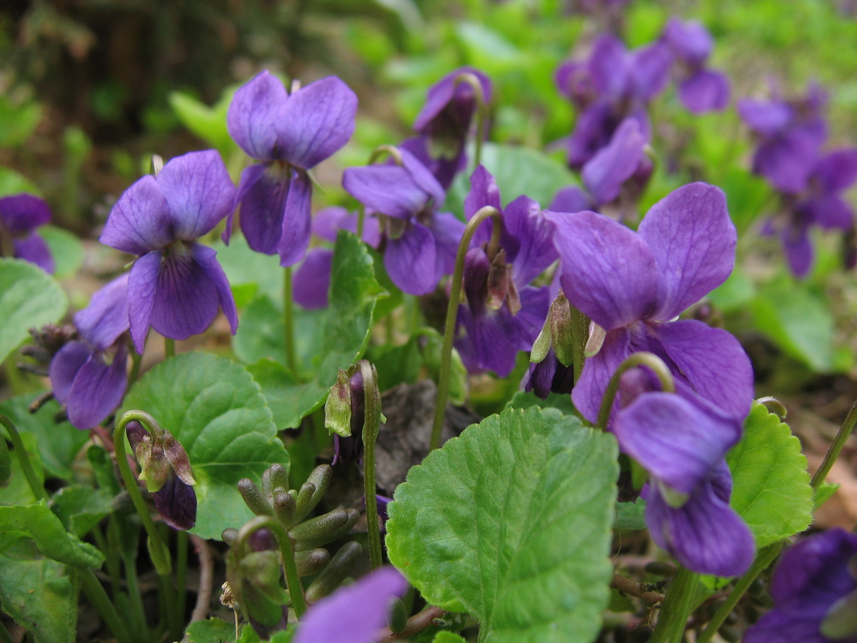    Фиалка душистая. Фото автора