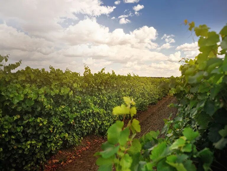 ГК «Абрау-Дюрсо» внедрила уникальную модель прогнозирование спроса на основе искусственного интеллекта. // Фото: abrau.ru