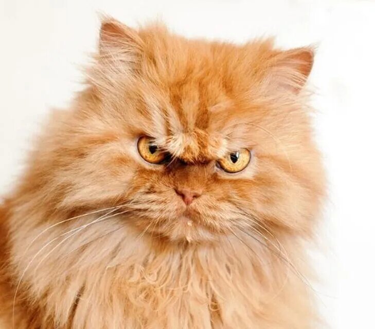 Фото из интернета. Котик возмущается :)