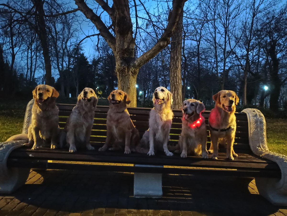 Семейка золотистых ретриверов на утренней прогулке: Луис (сын Ляли), Бетти (сестра Ляли), Виола (дочь Бетти), Куба (дядя Ляли и Бетти), Ляля (сестра Бетти) и Луна (дочь Ляли).