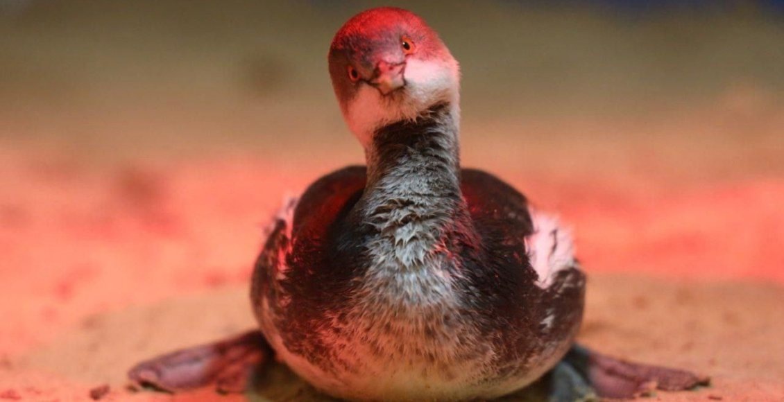    Фото: Оперативный штаб Краснодарского края